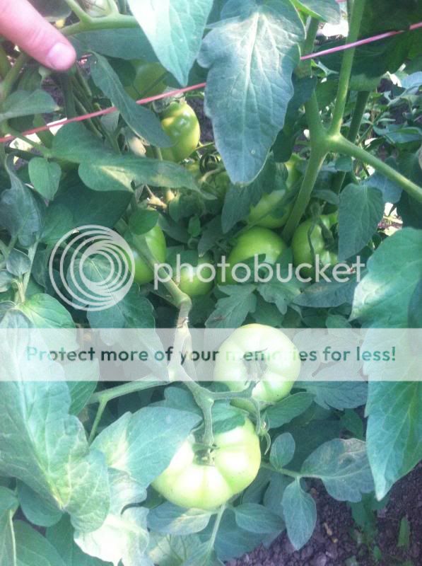  photo image_zpse59a4506.jpg